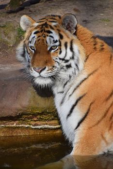 Close up portrait of young Siberian tiger (Amur tiger, Panthera tigris altaica) in water, looking at camera, high angle view