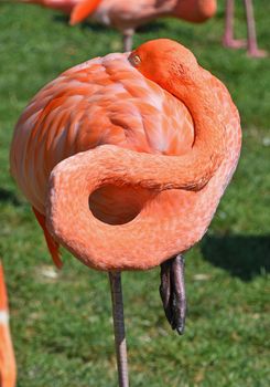 Close up side profile portrait of pink orange flamingo, hiding head in feather, over green grass background, high angle view