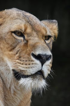 Face to face, close up portrait of beautiful mature female African lioness looking aside of camera over dark background, low angle view