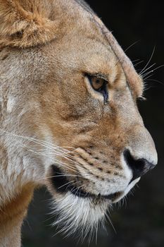 Close up side profile portrait of beautiful mature female African lioness looking away over dark background, low angle view