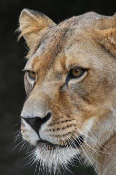 Close up side profile portrait of beautiful mature female African lioness looking away over dark background, low angle view