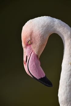 Close up side profile portrait of pink flamingo, head with beak, over green background of water, low angle view