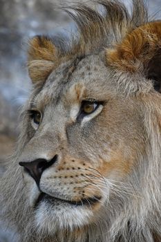 Extreme close up side profile portrait of young cute male African lion with beautiful mane, looking away aside of camera, low angle view