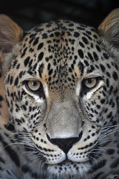 Face to face close up portrait of Amur leopard (Panthera pardus orientalis) looking at camera, low angle view