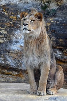 Portrait of young cute male African lion with beautiful mane, sitting on the rock and looking at camera and aside, low angle view