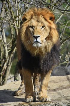 Close up portrait of cute male African lion with beautiful mane, standing alerted and looking at camera, low angle view