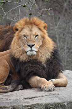 Close up portrait of cute male African lion with beautiful mane, laying relaxed on the rock and looking at camera, low angle view