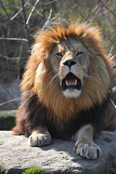 Close up portrait of cute male African lion with beautiful mane, laying on the rock, roaring and looking at camera, low angle view