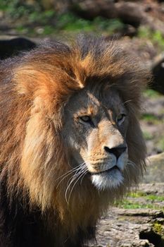 Close up portrait of cute male African lion with beautiful mane, looking away aside of camera, low angle view