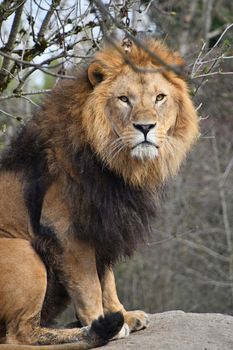 Close up portrait of cute male African lion with beautiful mane, sitting alerted and looking at camera, low angle view