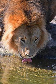 Close up portrait of cute male African lion with beautiful red mane, drinking water and looking at camera alerted, high angle view