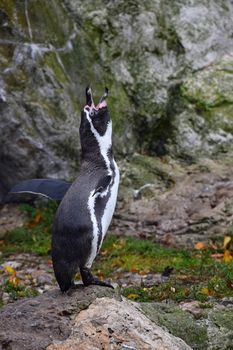 One penguin standing on the rock spreading wings and calling, during mating dance, close up, low angle view, 