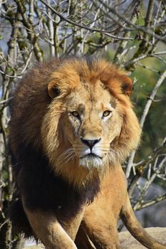 Close up portrait of cute male African lion with beautiful mane, walking alerted and looking at camera, low angle view