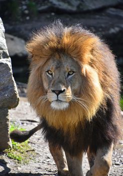 Close up portrait of cute male African lion with beautiful mane, walking alerted and looking at camera, low angle view