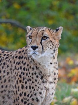 Close up portrait of cheetah (Acinonyx jubatus) looking aside of camera, low angle view