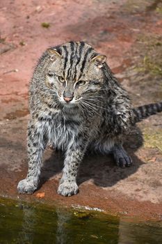 Portrait of wet fishing cat (Prionailurus viverrinus) sitting near water after hunt and looking at camera, high angle view