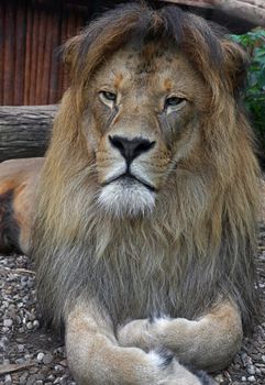 Close up portrait of cute male African lion with beautiful mane, laying resting on the ground and looking at camera, low angle view
