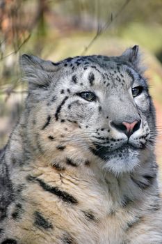 Close up portrait of snow leopard (or ounce, Panthera uncia) young female looking aside of camera, low angle view