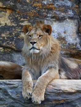 Portrait of young cute male African lion laying resting on the rock and looking at camera, low angle view