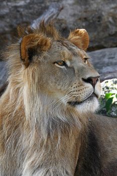 Close up portrait of young cute male African lion with beautiful mane, looking away aside of camera, low angle view