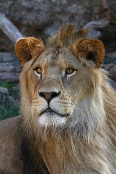 Close up portrait of young cute male African lion with beautiful mane, looking at camera, low angle view