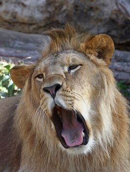 Close up portrait of young cute male African lion yawning, low angle view