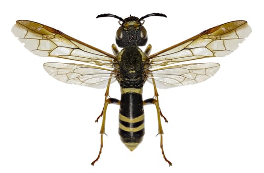 Sawfly Tenthredo on white Background  -  Tenthredo vespa (Retzius, 1783)