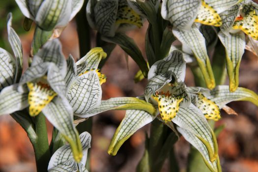 Porcelain or Mosaic Orchid, chloraea magellanica, Carretera Austral, Patagonia Chile