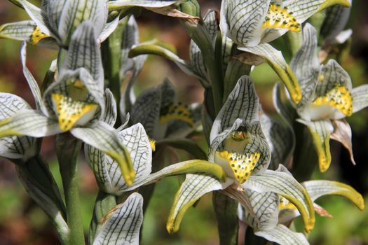 Porcelain or Mosaic Orchid, chloraea magellanica, Carretera Austral, Patagonia Chile