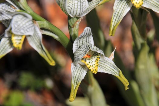 Porcelain or Mosaic Orchid, chloraea magellanica, Carretera Austral, Patagonia Chile