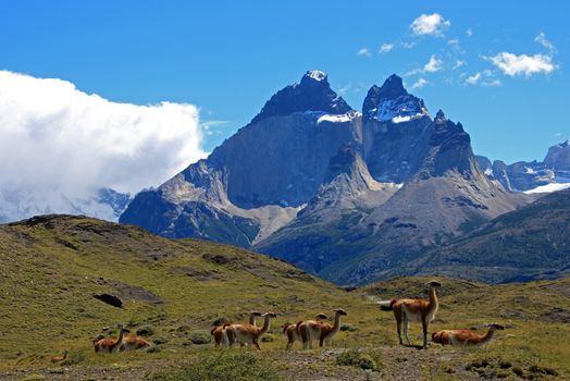 Guanacos in Torres del Paine National Park, Patagonia, Chile