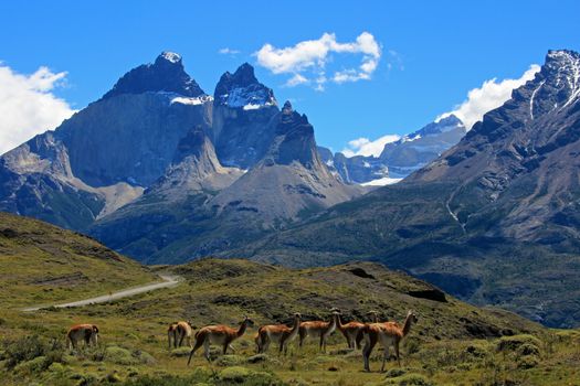 Guanacos in Torres del Paine National Park, Patagonia, Chile