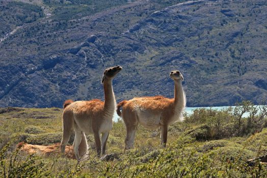 Guanacos in Torres del Paine National Park, Patagonia, Chile