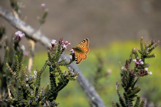 Napaea or Mountain Fritillary, boloria napaea, butterfly, adult, Torres Del Paine National Park, Patagonia Chile