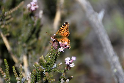 Napaea or Mountain Fritillary, boloria napaea, butterfly, adult, Torres Del Paine National Park, Patagonia Chile