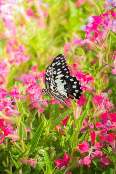 Beautiful Butterfly on Colorful Flower, nature background