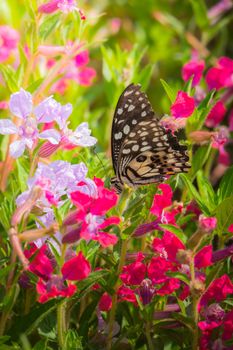 Beautiful Butterfly on Colorful Flower, nature background