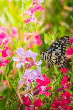 Beautiful Butterfly on Colorful Flower, nature background