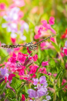 Beautiful Butterfly on Colorful Flower, nature background