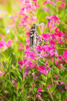 Beautiful Butterfly on Colorful Flower, nature background