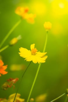 The background image of the colorful flowers, background nature