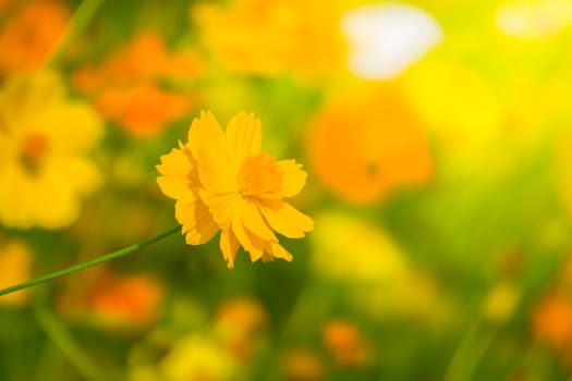 The background image of the colorful flowers, background nature