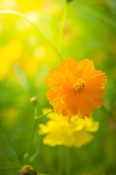 The background image of the colorful flowers, background nature