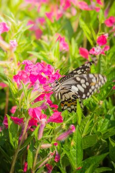 Beautiful Butterfly on Colorful Flower, nature background