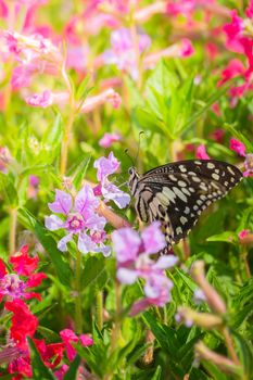 Beautiful Butterfly on Colorful Flower, nature background