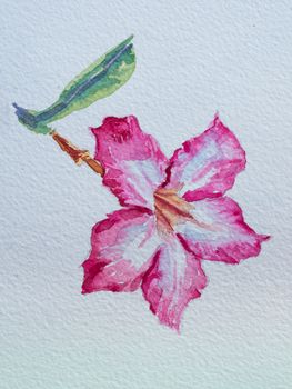 Watercolor painting of desert rose flower on white paper