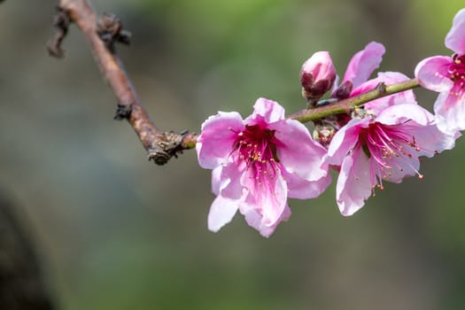 Detail of peach blossom in spring time.