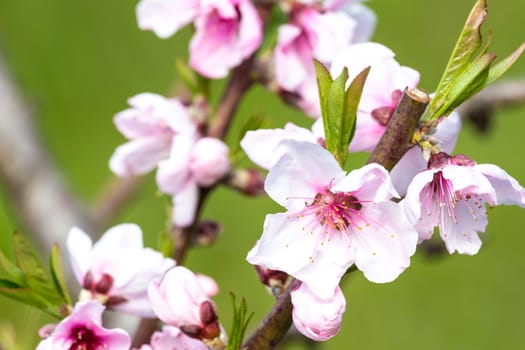 Detail of peach blossom in spring time.