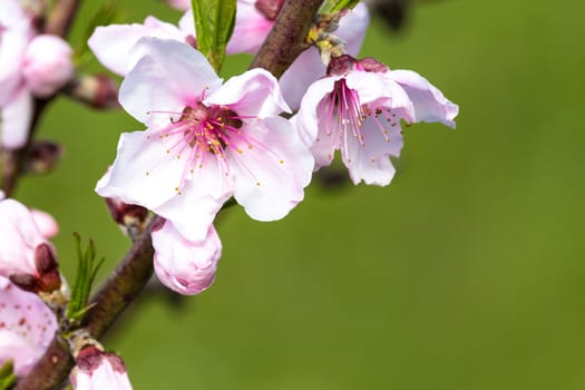 Detail of peach blossom in spring time.