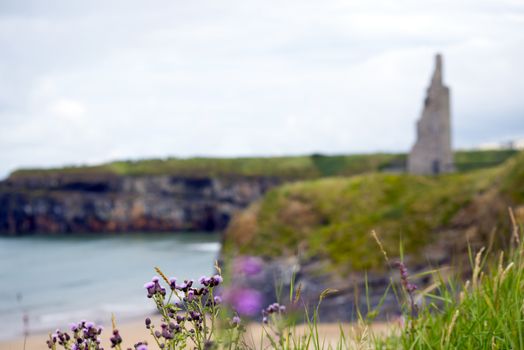 scenic view with thistle at beach cliffs and castle of ballybunion beach county kerry ireland